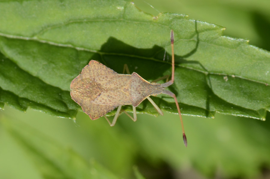 Syromastus rhombeus? S